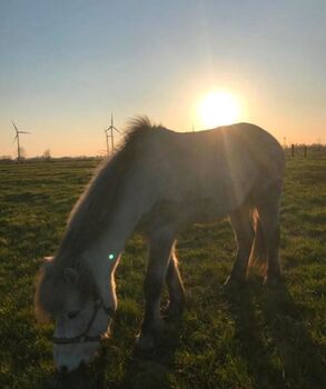 Super liebevollen Isländer abzugeben