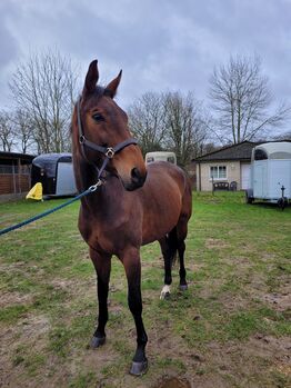 Super liebe Hannoveraner Stute, C. Schoof , Horses For Sale, Aumühle