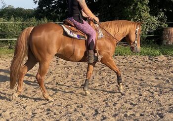 Super liebe Quarter Horse Stute abzugeben, Kerstin Rehbehn (Pferdemarketing Ost), Konie na sprzedaż, Nienburg