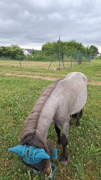 Super liebe Shetland Ponys