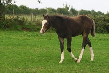 Superlieber, ruhiger Quarter Horse Absetzer mit top Reining Abstammung