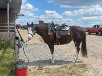 Superliebe, kinderliebe Paint Horse Stute, Kerstin Rehbehn (Pferdemarketing Ost), Horses For Sale, Nienburg