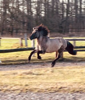 superliebe Isländerstute, Claudia Grunden , Horses For Sale, Schermbeck