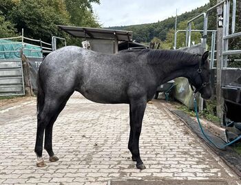 Superliebes, top gezogenes Quarter Horse Stutfohlen in Blue Roan, Kerstin Rehbehn (Pferdemarketing Ost), Horses For Sale, Nienburg