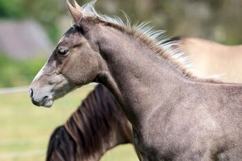 Super menschenbezogener Quarter Horse Hengst in toller Farbe, Kerstin Rehbehn (Pferdemarketing Ost), Horses For Sale, Nienburg