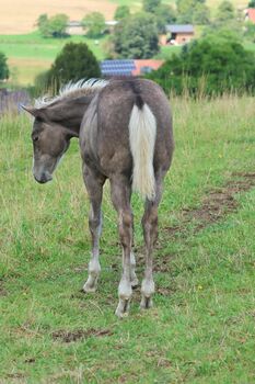 Super menschenbezogener Quarter Horse Hengst in toller Farbe