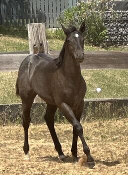 Superliebes, top gezogenes Quarter Horse Stutfohlen in Blue Roan, Kerstin Rehbehn (Pferdemarketing Ost), Horses For Sale, Nienburg