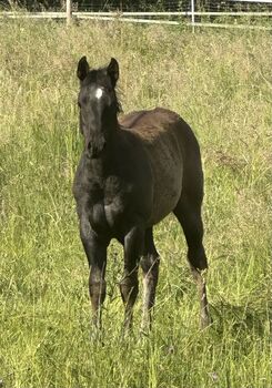 Superliebes, top gezogenes Quarter Horse Stutfohlen in Blue Roan, Kerstin Rehbehn (Pferdemarketing Ost), Horses For Sale, Nienburg