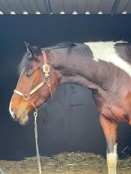 superliebe, sehr talentierte Barockpinto Stute, Kerstin Rehbehn (Pferdemarketing Ost), Horses For Sale, Nienburg