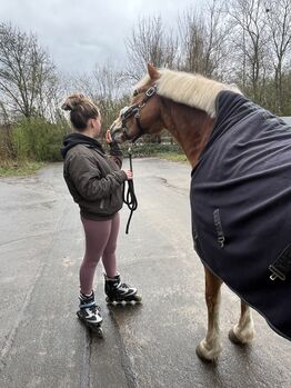 Super schicker Haflinger Wallach 15 Jahre, Jessica , Pferd kaufen, Lemgo