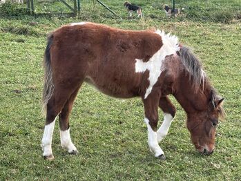 Super süßes Ponystutfohlen