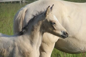 Super besonderes Hengstfohlen von Glücksmoment, Reitponygestüt Aspel , Horses For Sale, Rees
