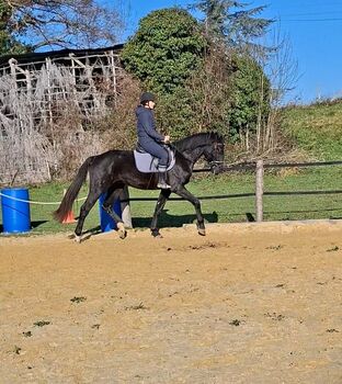 Super Sport KWPN von FüRST ROMANCIER