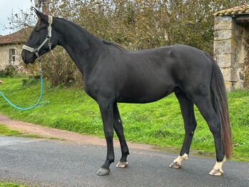 Super Sport KWPN von FUERST ROMANCIER, lemaponies, Horses For Sale, Rolle