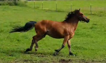 Super süßes Reitpony Wallach 6 Jahre sucht liebevolles zu Hause, Sandra, Pferd kaufen, München 