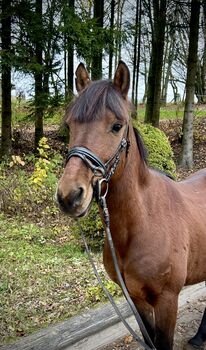 Super liebes Pony, Pferdeglück (Pferdeglück GmbH), Horses For Sale, Pelmberg