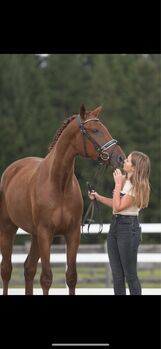 Super Trakehner Wallach, Anna Bischof, Horses For Sale, Sankt Peter am Kammersberg