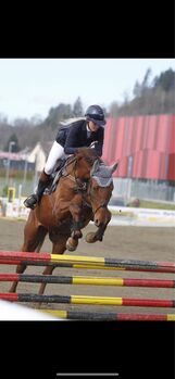 Super Trakehner Wallach