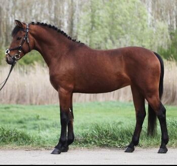 Super traum kinderpony