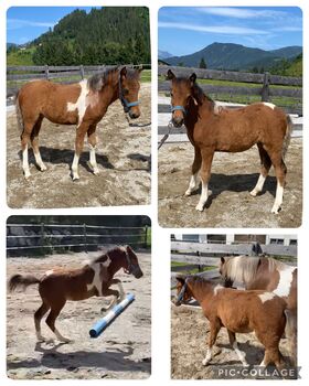 Super süßes Ponystutfohlen, Elisabeth Vasold, Konie na sprzedaż, Eben im Pongau