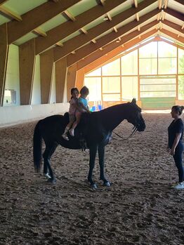 Super - braver Wallach - 9 Jahre - Stockmaß 160 - Familienpferd (kein Notverkauf!)