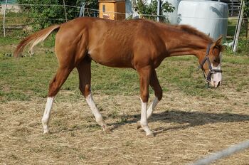 Super braver, doppelt registrierter Quarter Horse/Paint Horse Jährling, Kerstin Rehbehn (Pferdemarketing Ost), Horses For Sale, Nienburg