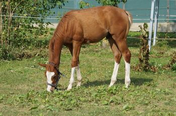 Super braver, doppelt registrierter Quarter Horse/Paint Horse Jährling