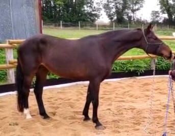 Super Zuchtstute - KWPN -, lemaponies, Horses For Sale, Rolle