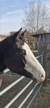 Super tolle Paint Horse Stute