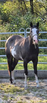 Super tolle Paint Horse Stute