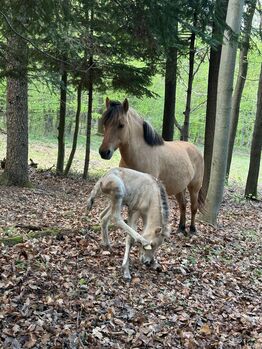 Superbrave Fjordstute Verlasspferd