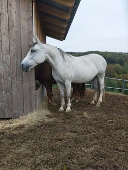 Superbrave Stute, Carmen Hofer, Horses For Sale, Altlengbach 