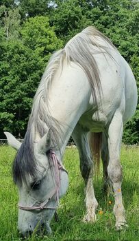 Superbrave  Stute, Mazu, Pferd kaufen, Hofstatt am Anzbach