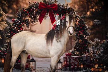 Super schicker Welsh Cob in Sonderlackierung, Nadja Klement , Horses For Sale, Enzersdorf/Fischa