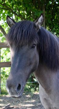 Superliebe Islandstute zu verkaufen, Claudia Grunden , Horses For Sale, Schermbeck