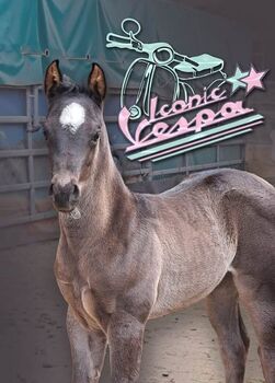 Superliebes, top gezogenes Quarter Horse Stutfohlen in Blue Roan
