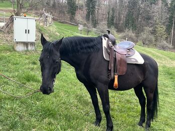 Super Lieber Wallach