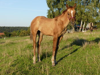 superliebes, red dun Quarter Horse Stutfohlen, Kerstin Rehbehn (Pferdemarketing Ost), Pferd kaufen, Nienburg