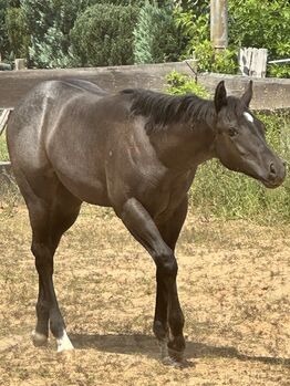 Superliebes, top gezogenes Quarter Horse Stutfohlen in Blue Roan