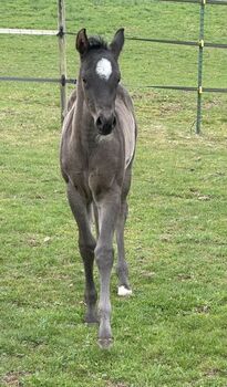 Superliebes, top gezogenes Quarter Horse Stutfohlen in Blue Roan, Kerstin Rehbehn (Pferdemarketing Ost), Pferd kaufen, Nienburg