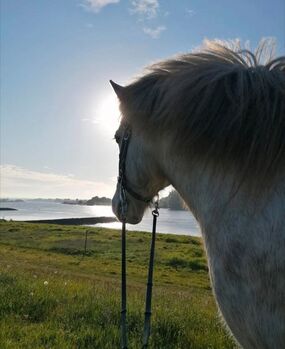 Super liebevollen Isländer abzugeben, T. Hase, Horses For Sale, Drage