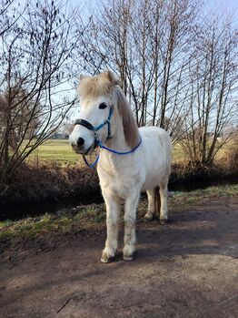 Super liebevollen Isländer abzugeben, T. Hase, Horses For Sale, Drage