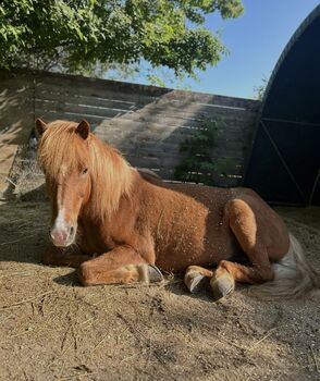 Beisteller sucht Endplatz