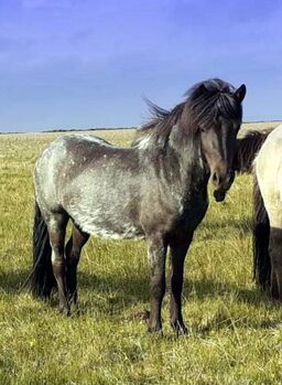 Rappfarbwechsler, 4-Gängerin mit viel Tölt - direkt aus Island, Frieslandhof, Ursula Richard, Horses For Sale, Ihlienworth