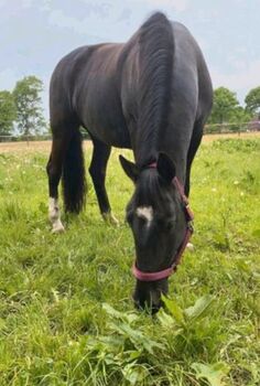 Rappstute sucht neues Zuhause, Cosima Steindel , Horses For Sale, Kiel