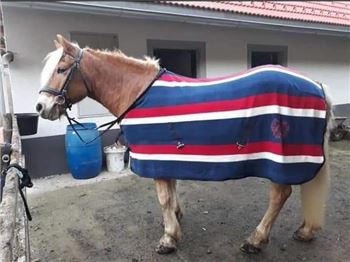 Abschwitzdecke, 125 cm, Eva Maria, Horse Blankets, Sheets & Coolers, Deutschfeistritz 