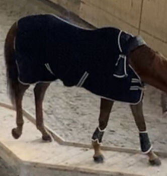 Abschwitzdecke mit Halsteil, Felix Bühler, Stella, Horse Blankets, Sheets & Coolers, Richterswil