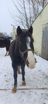 Lieber Sportpony-Wallach sucht Herzensplatz