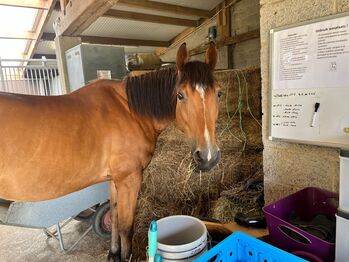 Lieve veelzijdige merrie, Nyssia, Horses For Sale, Baal