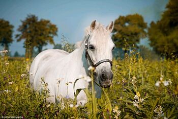 Süße Welsh A - Mix Stute, Anja Steinwachs, Horses For Sale, Rahden